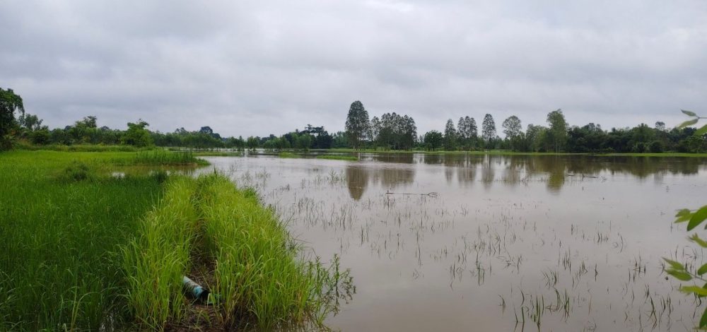 อิทธิพล 'พายุคาจิกิ' ทำน้ำห้วยลำพะยังล้นตลิ่ง ท่วมนาข้าวชาวบ้านกว่า 200 ไร่