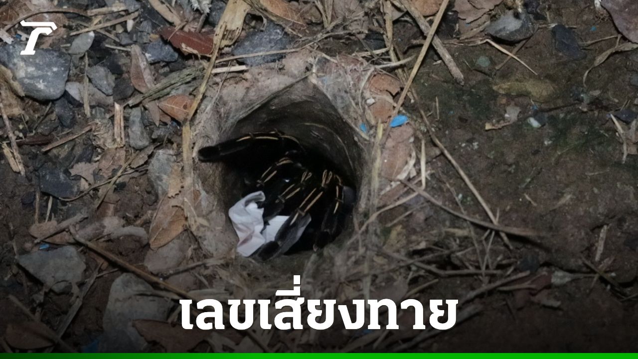 คอหวยไม่ท้อ ทำพิธีขอเลขเด็ด 'พญาบึ้ง' นั่งรอตั้งแต่เช้ายันค่ำ ลุ้นงวด 1/9/68