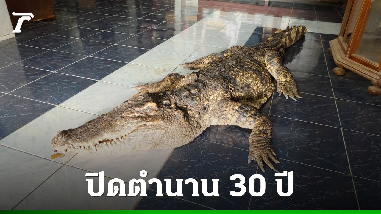 เจ้าของเศร้า สิ้น 'ไอ้ทอง' ปิดตำนานจระเข้เฝ้าบ้านกว่า 30 ปี เตรียมนำไปสตัฟฟ์