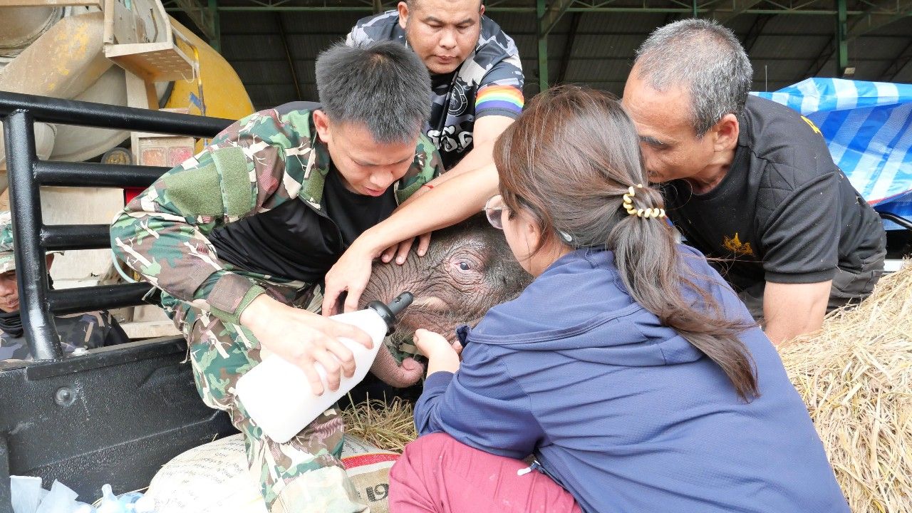 ส่งตัว 'น้องข้าวต้ม' ลูกช้างป่าพลัดหลง บาดเจ็บขาหลัง ย้ายไปดูแลต่อที่บึงฉวาก