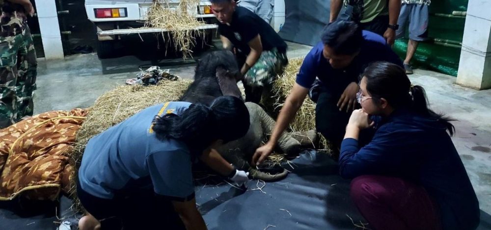 ภารกิจสำเร็จ 'น้องข้าวต้ม' ลูกช้างป่าพลัดหลงเดินทางถึงบึงฉวากแล้ว
