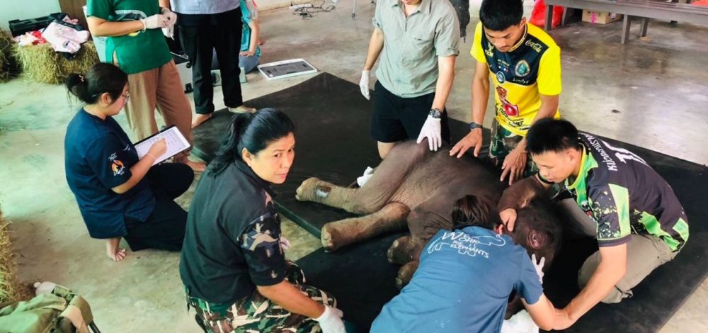 'น้องข้าวต้ม' ลูกช้างป่าพลัดหลง พบภาวะโครงสร้างร่างกายผิดปกติแต่กำเนิด