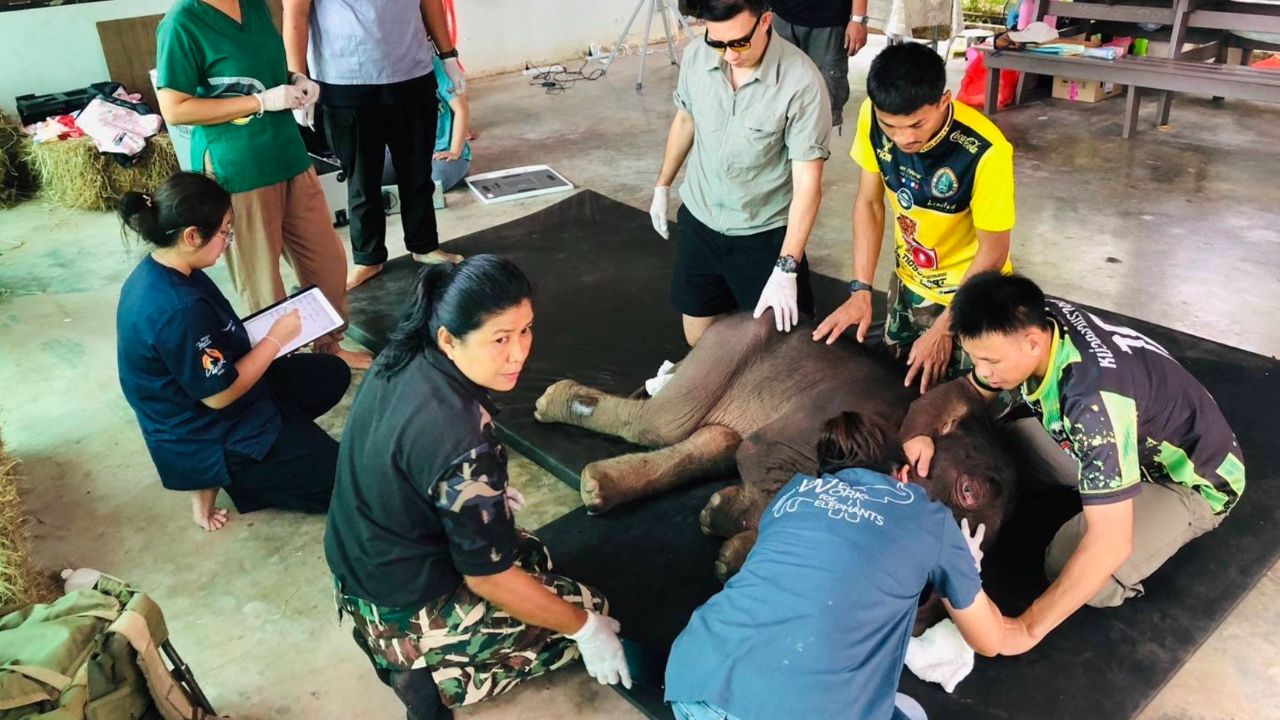 'น้องข้าวต้ม' ลูกช้างป่าพลัดหลง พบภาวะโครงสร้างร่างกายผิดปกติแต่กำเนิด