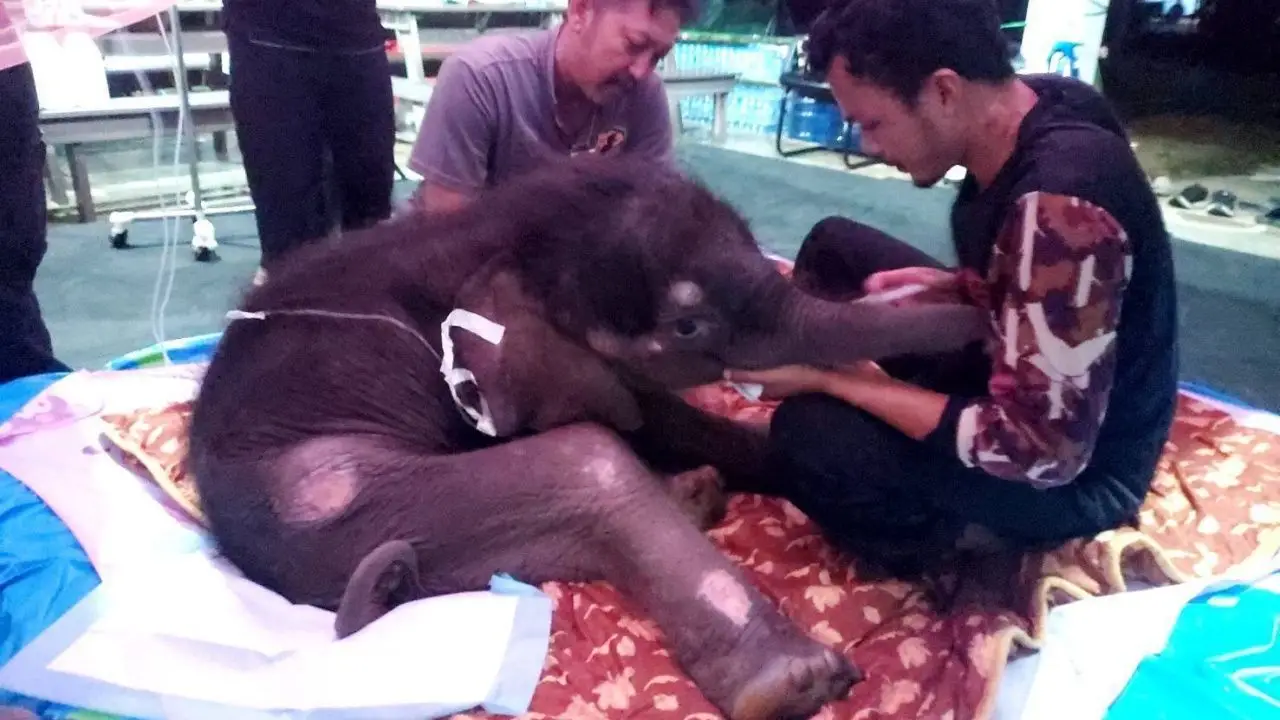 'น้องข้าวต้ม' ลูกช้างป่าพลัดหลง มีภาวะน้ำตาลในเลือดต่ำ ปัจจุบันยังไม่พ้นอันตราย