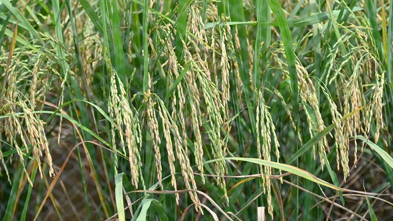 อว.-สวทช. ยัน 'ข้าวหอมสยาม' ไม่ใช่ GMO ผ่านการคัดพันธุ์โดยธรรมชาติ เตรียมขึ้นทะเบียนกรมการข้าว