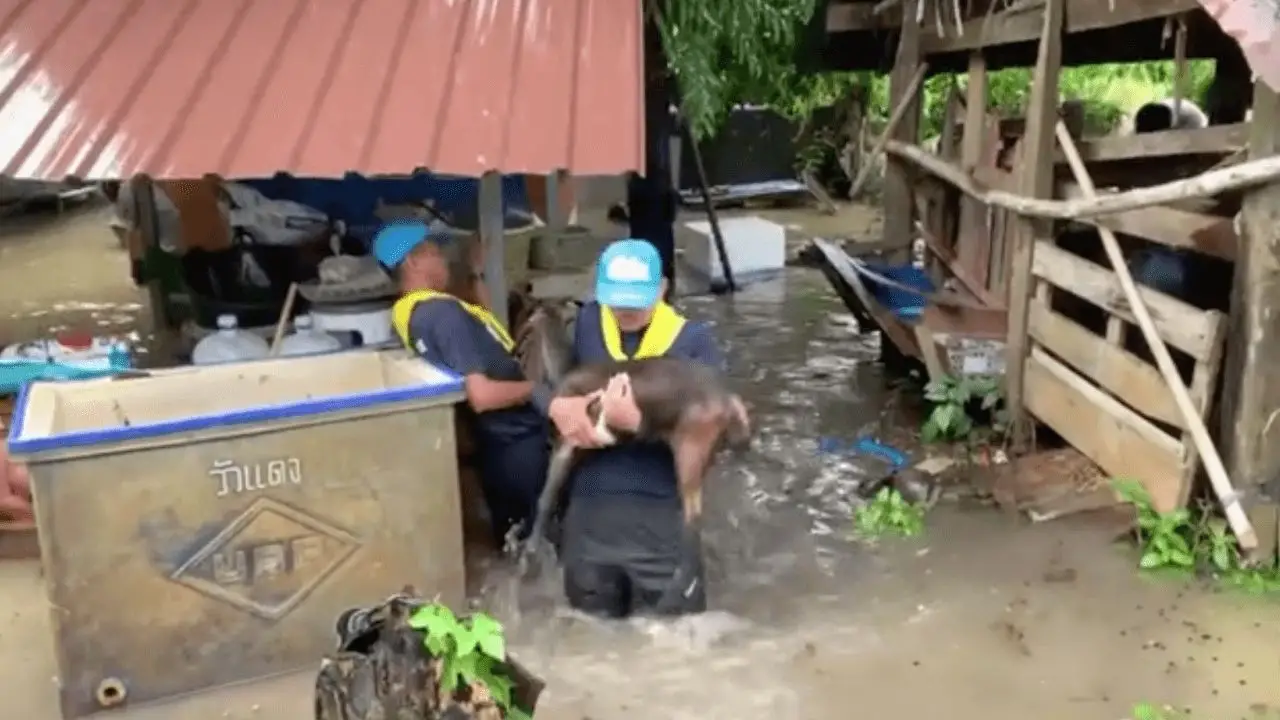 สตูลอ่วม อ.ละงู น้ำท่วมหนักสุดในรอบ 50 ปี หลายจุดน้ำสูงจนต้องใช้เรือแทนรถ