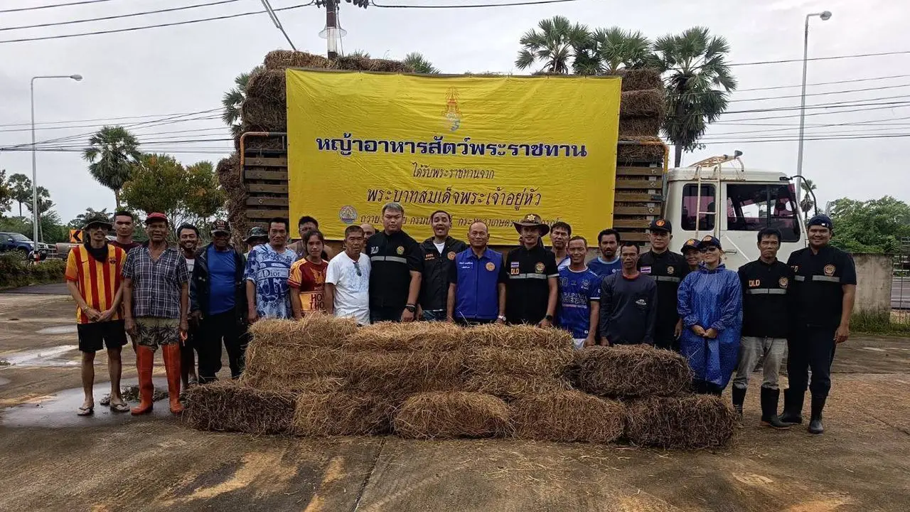 กรมปศุสัตว์ ลุยฟื้นฟูเกษตรกร 9 จังหวัดภาคใต้ เยียวยาความเสียหาย แจกหญ้าอาหารสัตว์พระราชทาน