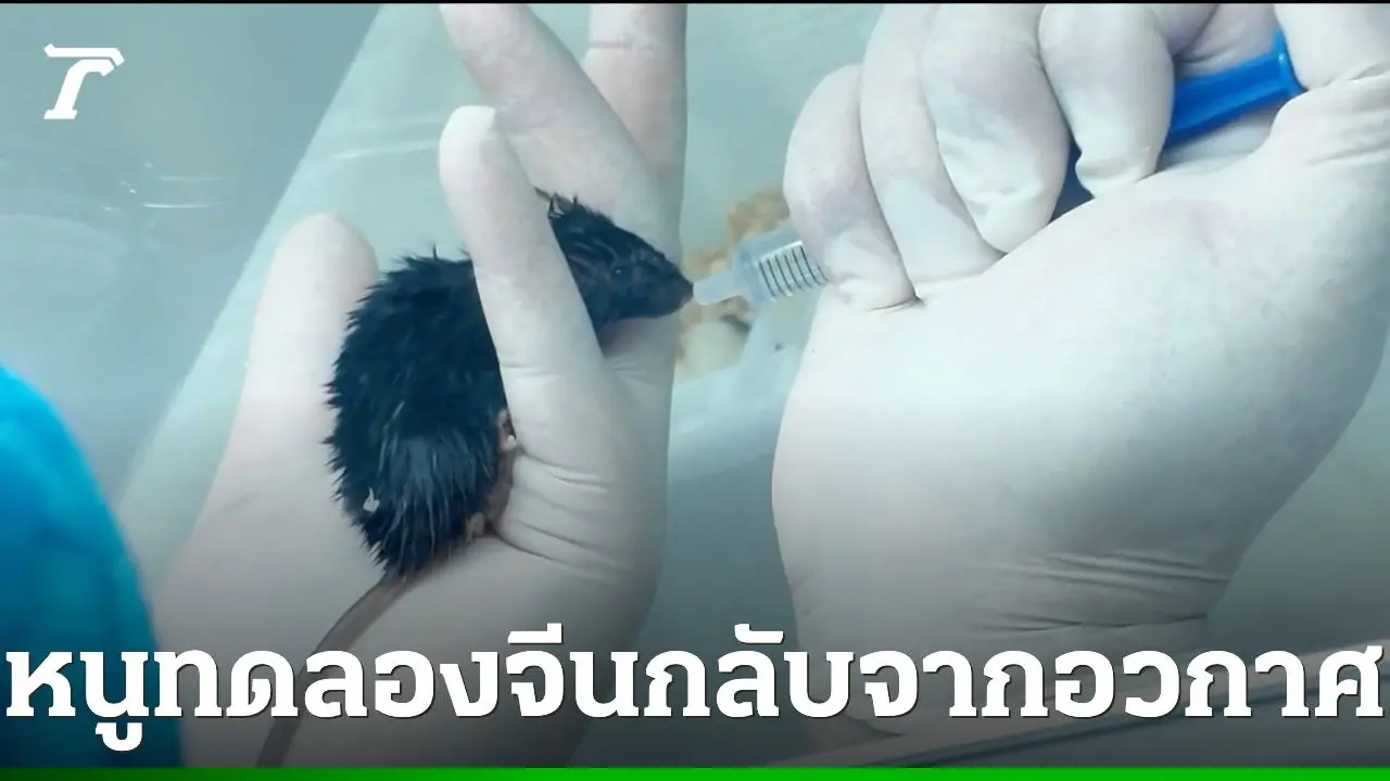 หนูทดลอง 4 ตัว กลับสู่โลกพร้อมทีมนักบินอวกาศเสินโจว-20
