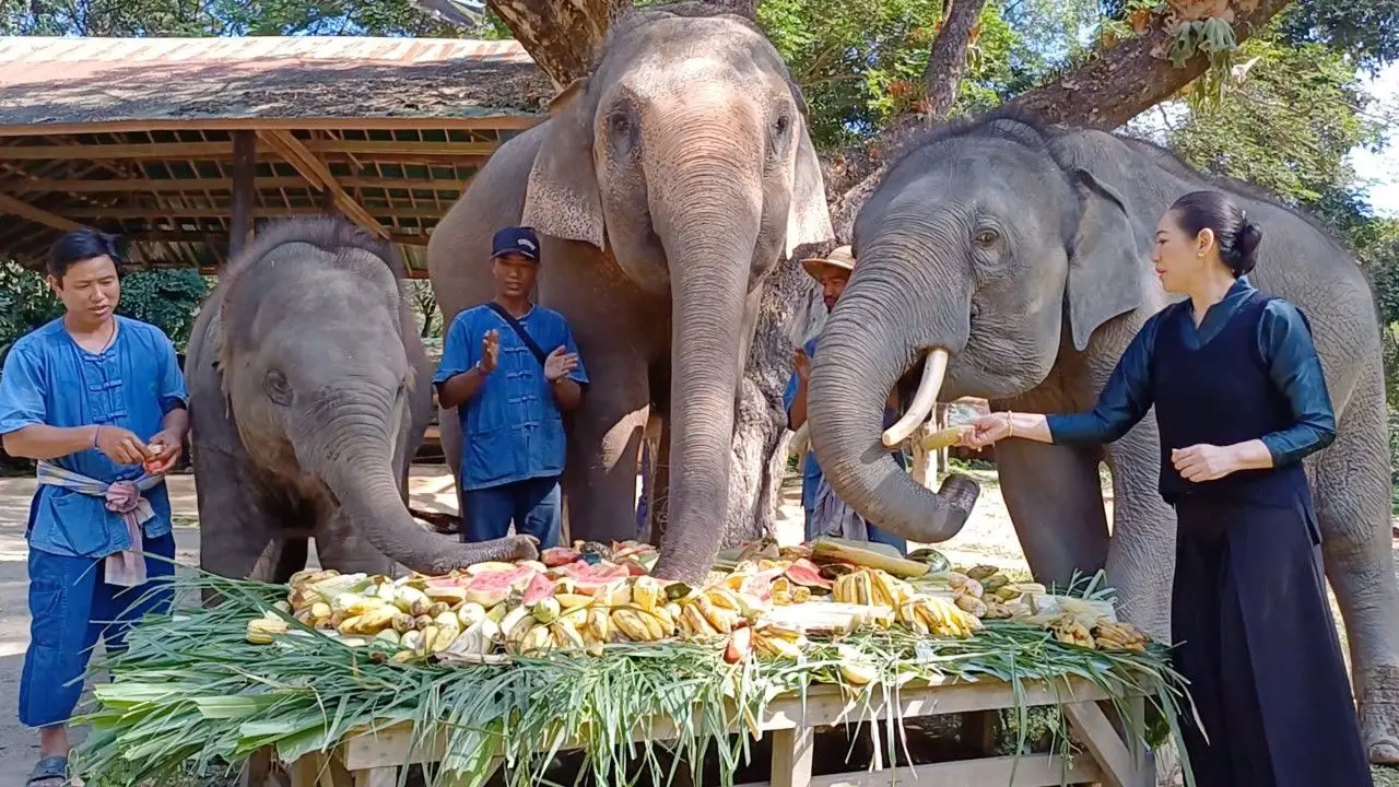 อบอุ่น ปางช้างแม่สาทำบุญครบรอบวันเกิดพ่อเลี้ยงชูชาติ และ 'น้องชูใจ' ช้างขวัญใจคนใหม่